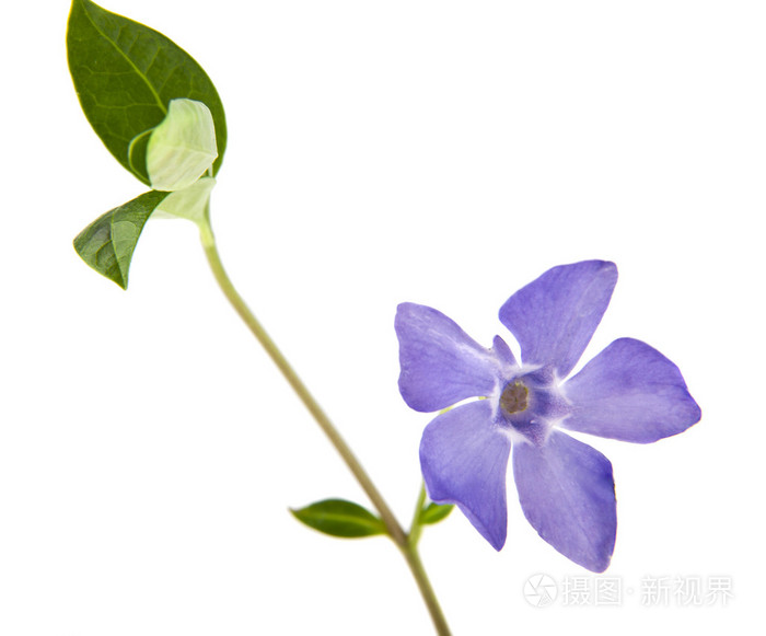 春淡紫色花长春照片 正版商用图片0s1sep 摄图新视界