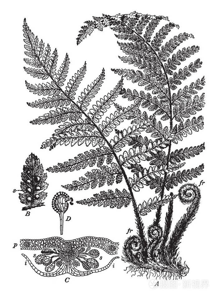 蕨类孢子是新植物,复古线画或雕刻插图的微小遗传基础.