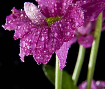 花中的水滴