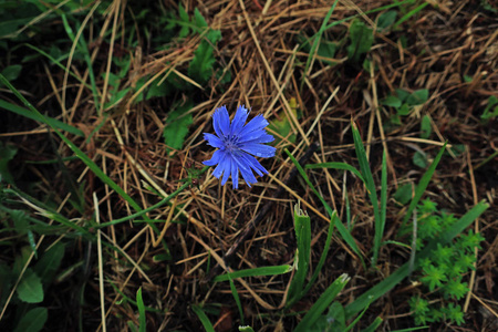 花瓣上有雨滴的蓝色田野花