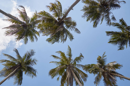 椰树蓝天, 夏日晴朗的天空, 复古和复古色调