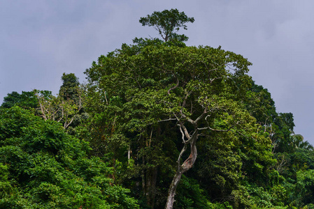 东南亚的深热带丛林.茂密的热带雨林, 自然背景.