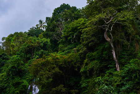 森林里的大树。东南亚的深热带丛林。茂密的热带雨林, 自然背景。热带森林在背景绿色树在早晨。旅行, 冒险概念