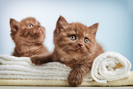 小猫和毛巾