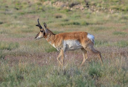 一个漂亮的角羚羚羊巴克在亚利桑那州大草原上