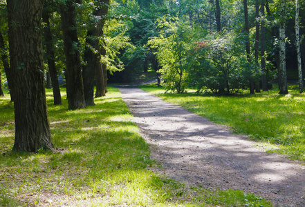 晴天, 阳光明媚的午后, 森林小路, 森林小径, 绿叶, 绿叶, 蜿蜒的小路