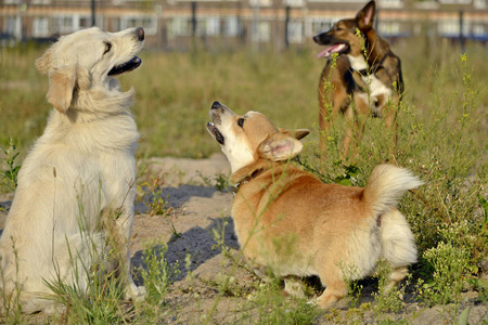 狗互相玩耍。科吉彭布罗克,猎犬。快活的小狗。好斗的狗。训练狗。小狗教育,cynology,强化训练。年轻精力充沛的狗在散步