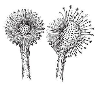 花朵花儿一朵朵图片-花朵花儿一朵朵素材-花朵花儿一朵朵插画-摄图新