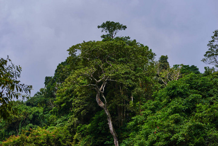 森林里的大树。东南亚的深热带丛林。茂密的雨林, 自然的背景。绿色的树在早晨。暑期旅游概念。选择性聚焦