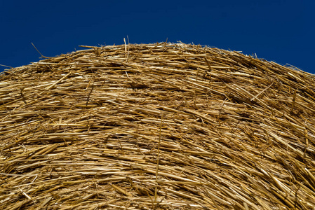 在美丽的蓝天背景下躺在犁过的田野上的圆捆稻草