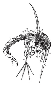 该图像代表岸蟹 Zoaea, 复古线画或雕刻插图