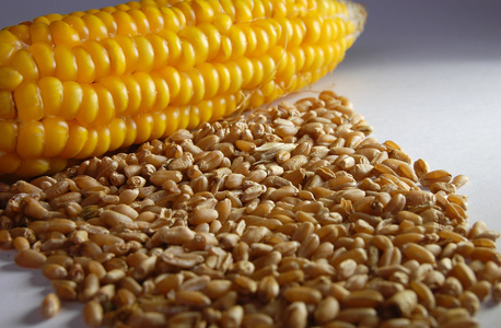 玉米小麦谷物天然产品