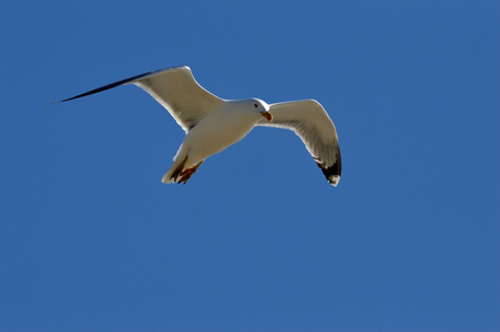 Mouette en 卷