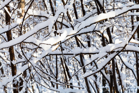 莫斯科 Timiryazevskiy 公园森林积雪覆盖的树枝在阳光明媚的冬日里