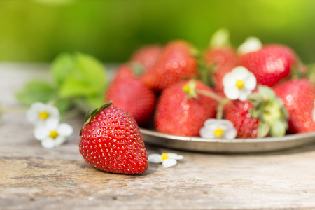 花园里的新鲜成熟的甜草莓作物