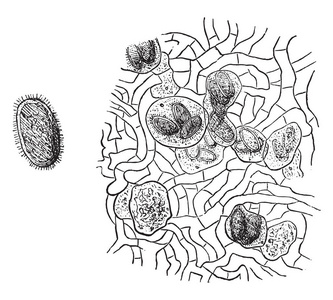 块菌孢子，复古刻图。玛佳欣 Pittoresque 1877