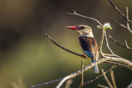 南非克鲁格国家公园的棕色头巾翠鸟Alcedinidae 的 albiventris 家族