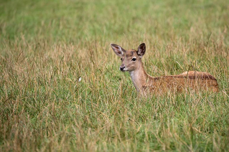年轻的小鹿在一片空地上休息