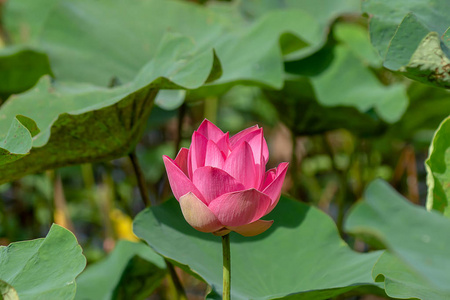 近粉红色莲花盛开莲花