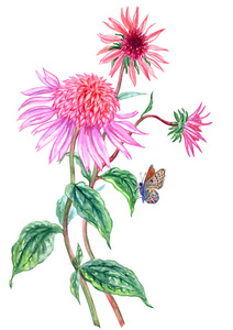 紫锥菊和蝴蝶, 水彩画在白色背景。粉红色特里花, 手绘, 与修剪路径隔离