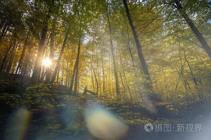 冥想在柔和的光在德国萨克森瑞士国家公园接近德累斯顿.