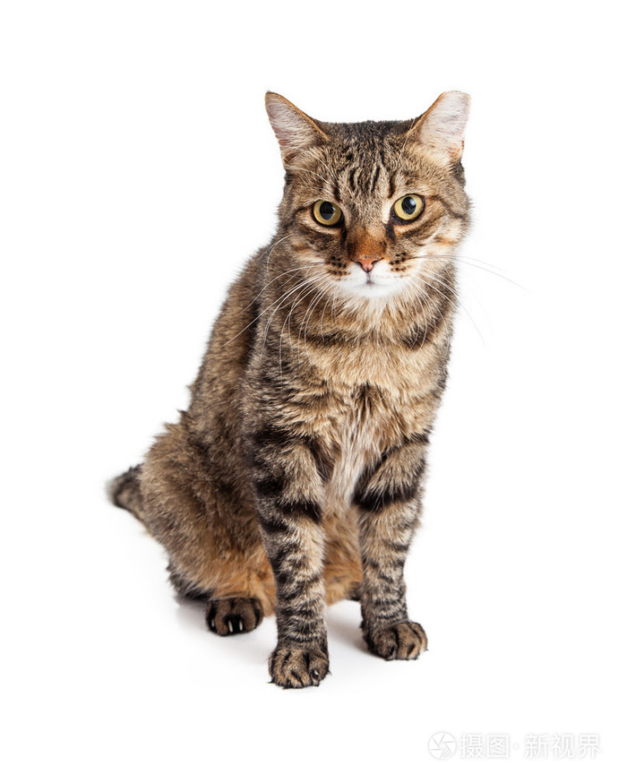 成人的虎斑猫