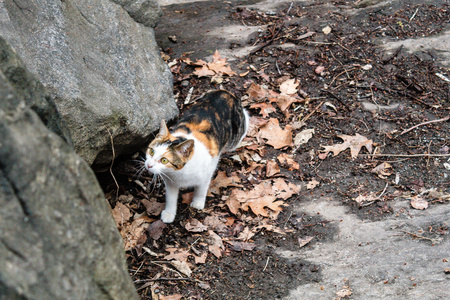 游荡在纽约中央公园的三色猫