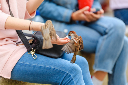 妇女喂麻雀从手.特写照片