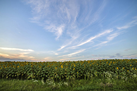 在黎明时分, 在蓝色和粉红色的天空下绽放出明亮的黄色向日葵田野
