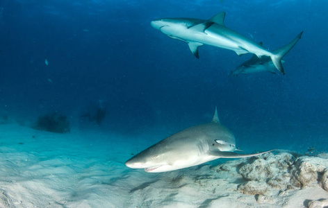 图为一只柠檬鲨在巴哈马