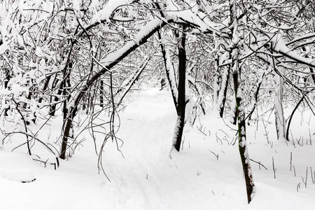 莫斯科城市 Timiryazevskiy 公园雪在阴天冬季的路径