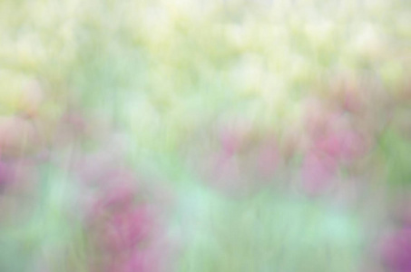 模糊的粉红色花卉领域背景。模糊的自然背景
