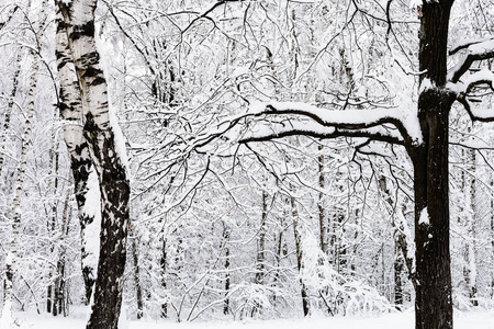 莫斯科 Timiryazevskiy 公园雪林中的白桦树和橡树