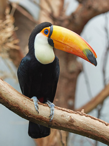 toco toucanramphastos toco