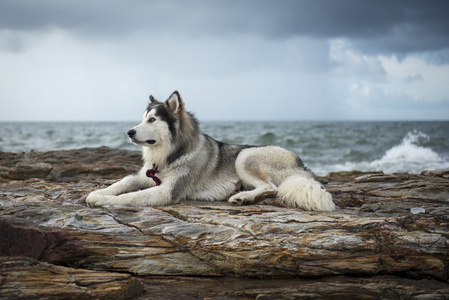 阿拉斯加雪橇犬躺在海滩上的岩石