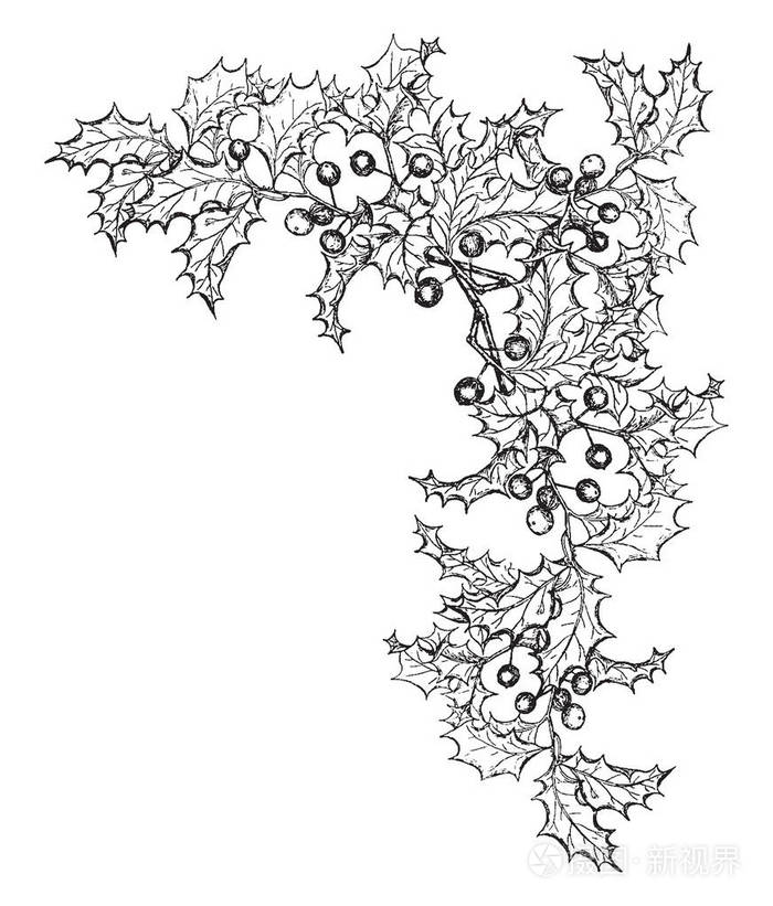 冬青角的主题, 右上有装饰冬青叶和浆果, 复古线画或雕刻插图