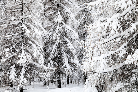 莫斯科 Timiryazevskiy 公园冬季森林中的雪杉木和落叶松树