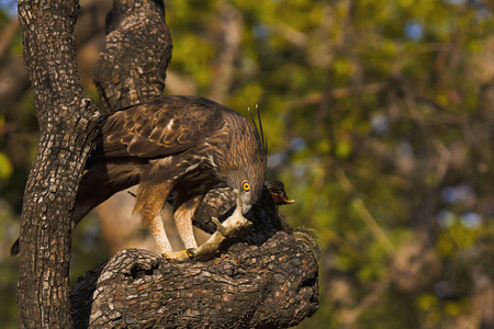 多变的鹰鹰, Nisaetus cirrhatus, 智世老虎保护区, 中央邦印度