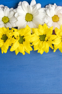 白色和黄色的花朵, 菊花在蓝色的背景。设计模板, 3月8日, 妇女节, 情人节贺卡