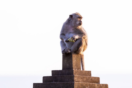 猴在巴厘岛吃香蕉图片