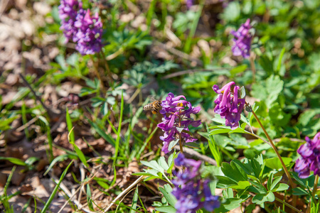 在春季森林中对紫红色紫色野花的蜜蜂特写。自然春季背景solida fumewort 春季花卉采集 polen 和花蜜