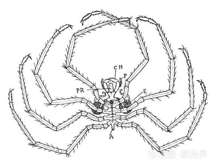 nymphon海蜘蛛复古图案