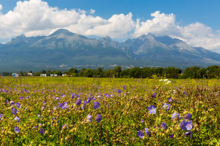 夏天野生花草甸在山里