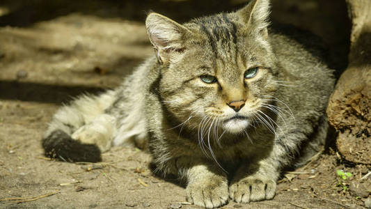 野生森林里的猫特写在地上