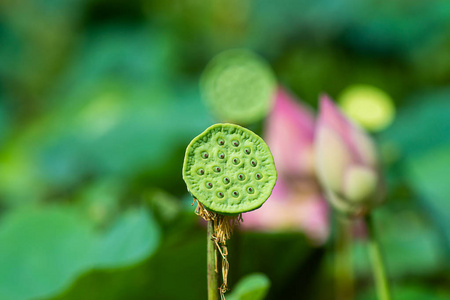 用绿色空间把莲花 莲莲 的种子合上