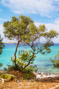 夏季假期背景与绿松石海水湾和松树树