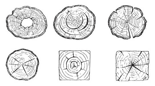 木头腐烂的心脏,治疗干裂,霜冻裂缝,roulurecadranee,cadranure,复古刻插图