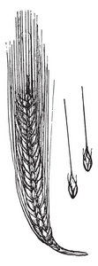 这是一种高纤维粒的胡子大麦和它属于草家庭, 复古线画或雕刻插图