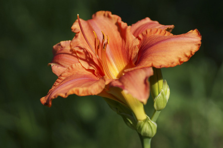 在花园里的橙色黄花菜图片