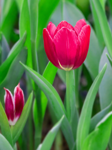 在花园里的郁金香花